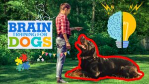 Brain training of dog, dog training, Behaviors of the dogs.